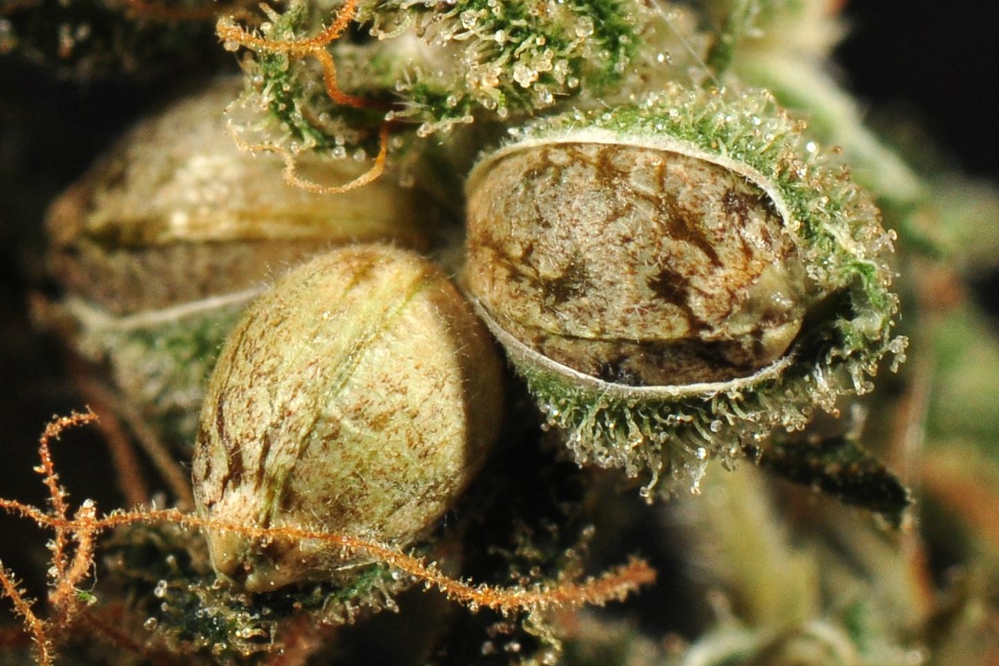 Cannabis Seeds Market 