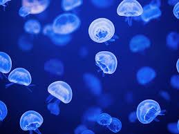 Tough marine-sourced enzymes ready to ...
