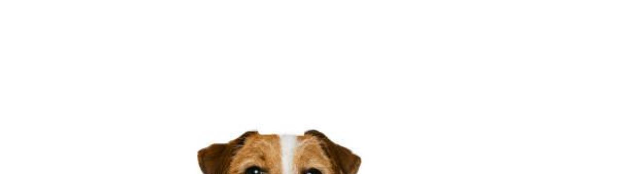 LaPet India | Pet Shop In Lucknow